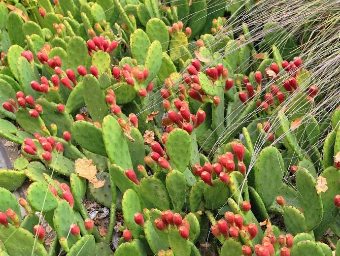 Opuntia humifusa, Eastern Prickly Pear, Devil's Tongue, Low Prickly Pear, Opuntia compressa, Opuntia mesacantha, Opuntia italica, Opuntia rafinesquei, Opuntia fuscoatra, succulent, cactus, drought tolerant plant